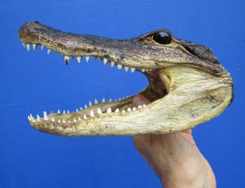 7-1/2 inches Real Taxidermy Alligator Head Souvenir - Buy this one for $14.99