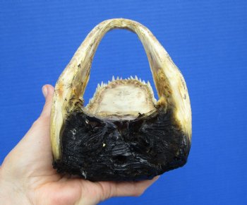 7-1/2 inches Real Taxidermy Alligator Head Souvenir - Buy this one for $14.99