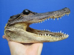 7-3/4 inches Alligator Head Souvenir - Buy this one for $14.99