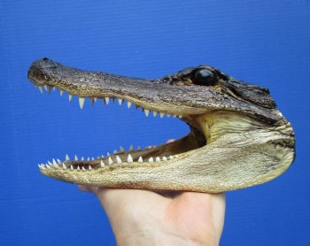 7-3/4 inches Alligator Head Souvenir - Buy this one for $14.99