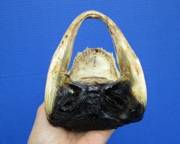 7-3/4 inches Alligator Head Souvenir - Buy this one for $14.99