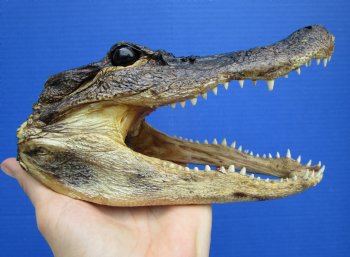 7-3/4 inches Authentic Taxidermy Farmed Alligator Head - Buy this one for $14.99