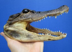 7-3/4 inches Authentic Taxidermy Farmed Alligator Head - Buy this one for $14.99