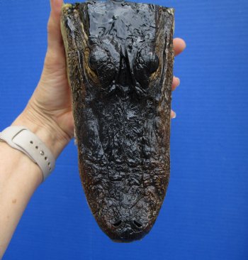 7-3/4 inches Authentic Taxidermy Farmed Alligator Head - Buy this one for $14.99