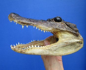 7-3/4 inches Authentic Taxidermy Farmed Alligator Head - Buy this one for $14.99