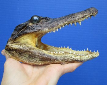 7 inches Taxidermy Alligator Head from 4 foot Gator - Buy this one for $14.99