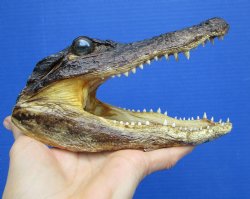 7 inches Taxidermy Alligator Head from 4 foot Gator - Buy this one for $14.99