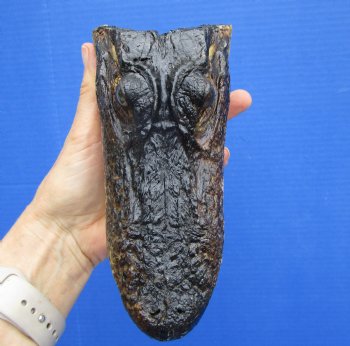 7 inches Taxidermy Alligator Head from 4 foot Gator - Buy this one for $14.99