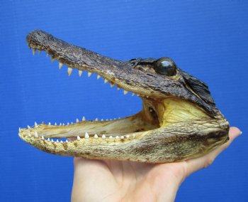 7 inches Taxidermy Alligator Head from 4 foot Gator - Buy this one for $14.99