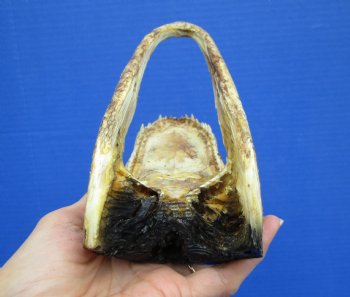 7 inches Taxidermy Alligator Head from 4 foot Gator - Buy this one for $14.99