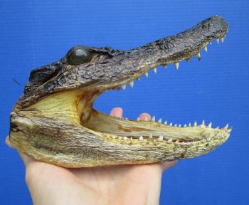6-3/4 inches Small American Alligator Head from 3 foot Gator - Buy this one for $12.99