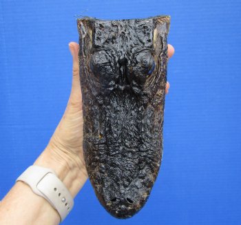 6-3/4 inches Small American Alligator Head from 3 foot Gator - Buy this one for $12.99