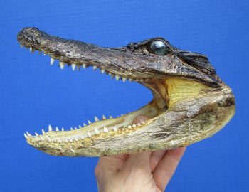 6-3/4 inches Small American Alligator Head from 3 foot Gator - Buy this one for $12.99