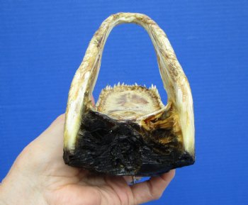 6-3/4 inches Small American Alligator Head from 3 foot Gator - Buy this one for $12.99