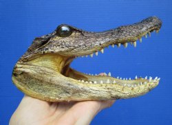 7 inches Real American Alligator Head from 4 foot Gator - Buy this one for $14.99