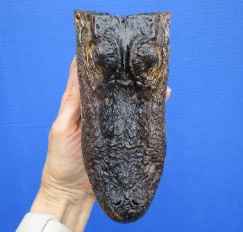 7 inches Real American Alligator Head from 4 foot Gator - Buy this one for $14.99