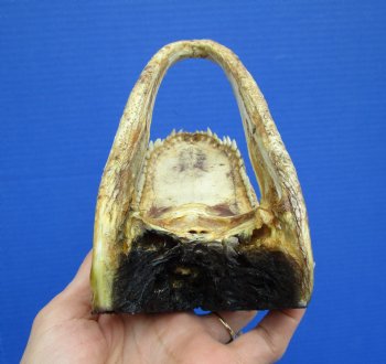 7 inches Real American Alligator Head from 4 foot Gator - Buy this one for $14.99