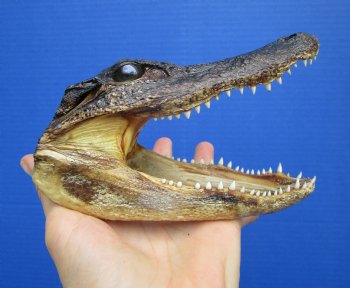 6 inches Small American Alligator Head from 3 foot Gator - Buy this one for $12.99