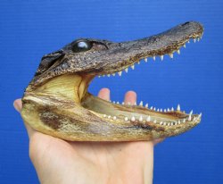 6 inches Small American Alligator Head from 3 foot Gator - Buy this one for $12.99