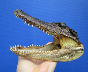 6 inches Small American Alligator Head from 3 foot Gator - Buy this one for $12.99