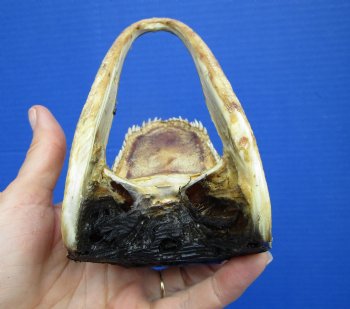 6 inches Small American Alligator Head from 3 foot Gator - Buy this one for $12.99
