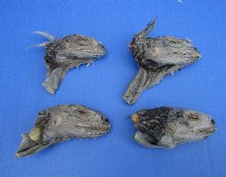 4 Preserved Real Green Iguana Heads 3-1/2 inches - $10.00 each <font color=red> SALE $7.50 EACH</FONT>