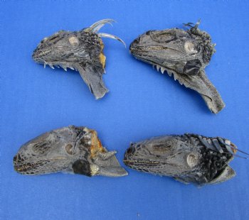 4 Preserved Real Green Iguana Heads 3-1/2 inches - $10.00 each <font color=red> SALE $7.50 EACH</FONT>