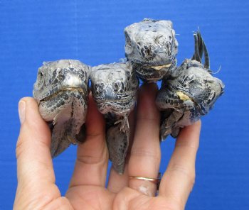 4 Preserved Real Green Iguana Heads 3-1/2 inches - $10.00 each <font color=red> SALE $7.50 EACH</FONT>