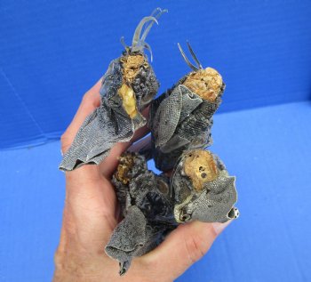 4 Preserved Real Green Iguana Heads 3-1/2 inches - $10.00 each <font color=red> SALE $7.50 EACH</FONT>