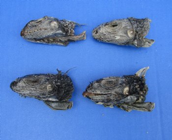 4 Preserved Real Green Iguana Heads 2-3/4 to 3-1/4 inches - $10.00 each <font color=red> SALE $7.50 EACH</FONT>