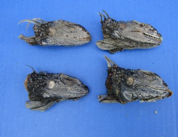 4 Preserved Real Green Iguana Heads 2-3/4 to 3-1/4 inches - $10.00 each <font color=red> SALE $7.50 EACH</FONT>