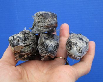 4 Preserved Real Green Iguana Heads 2-3/4 to 3-1/4 inches - $10.00 each <font color=red> SALE $7.50 EACH</FONT>