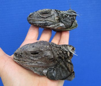 2 Real Preserved Iguana heads 3-1/4, 3-1/2 inches - $25.00 each <font color=red> SALE $11.25 EACH</FONT>