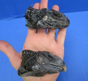 2 Real Preserved Iguana heads 3-1/4, 3-1/2 inches - $25.00 each <font color=red> SALE $11.25 EACH</FONT>
