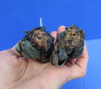 2 Real Preserved Iguana heads 3-1/4, 3-1/2 inches - $25.00 each <font color=red> SALE $11.25 EACH</FONT>