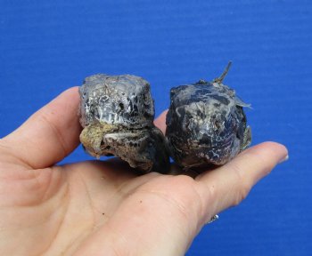 2 Real Preserved Iguana heads 3-1/4, 3-1/2 inches - $25.00 each <font color=red> SALE $11.25 EACH</FONT>