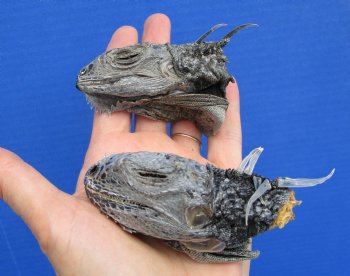 2 Real Preserved Iguana heads 3-1/2 and 3-7/8 inches - $25.00 each <font color=red> SALE $11.25 EACH</FONT>