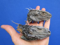2 Real Preserved Iguana heads 3-1/2 and 3-7/8 inches - $25.00 each <font color=red> SALE $11.25 EACH</FONT>