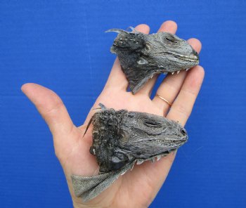 2 Real Preserved Iguana heads 3-1/4 and 3-1/2 inches - $25.00 each <font color=red> SALE $11.25 EACH</FONT>