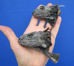 2 Real Preserved Iguana heads 3-1/4 and 3-1/2 inches - $25.00 each <font color=red> SALE $11.25 EACH</FONT>
