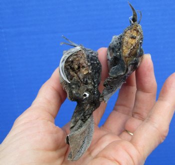 2 Real Preserved Iguana heads 3-1/4 and 3-1/2 inches - $25.00 each <font color=red> SALE $11.25 EACH</FONT>