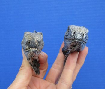 2 Real Preserved Iguana heads 3-1/4 and 3-1/2 inches - $25.00 each <font color=red> SALE $11.25 EACH</FONT>