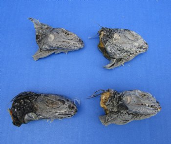 4 Preserved Real Green Iguana Heads 3 to 3-1/2 inches - $10.00 each <font color=red> SALE $7.50 EACH</FONT>