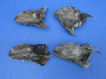 4 Preserved Real Green Iguana Heads 3 to 3-1/2 inches - $10.00 each <font color=red> SALE $7.50 EACH</FONT>