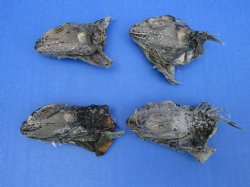 4 Preserved Real Green Iguana Heads 3 to 3-1/2 inches - $10.00 each <font color=red> SALE $7.50 EACH</FONT>