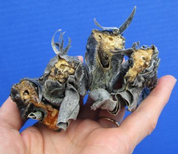 4 Preserved Real Green Iguana Heads 3 to 3-1/2 inches - $10.00 each <font color=red> SALE $7.50 EACH</FONT>