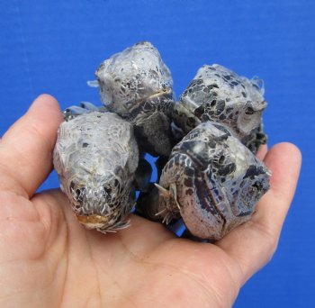 4 Preserved Real Green Iguana Heads 3 to 3-1/2 inches - $10.00 each <font color=red> SALE $7.50 EACH</FONT>