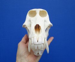 8-1/4 inches Male Chacma Baboon Skull <font color=red> Grade A </font> CITES #P-000028466 - Buy this one for $299.99 (Shipped Signature Required)