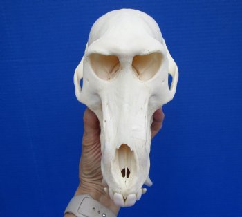 8-1/4 inches Male Chacma Baboon Skull <font color=red> Grade A </font> CITES #P-000028466 - Buy this one for $299.99 (Shipped Signature Required)