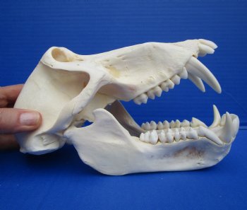 8-1/4 inches Male Chacma Baboon Skull <font color=red> Grade A </font> CITES #P-000028466 - Buy this one for $299.99 (Shipped Signature Required)